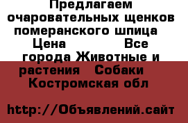 Предлагаем очаровательных щенков померанского шпица › Цена ­ 15 000 - Все города Животные и растения » Собаки   . Костромская обл.